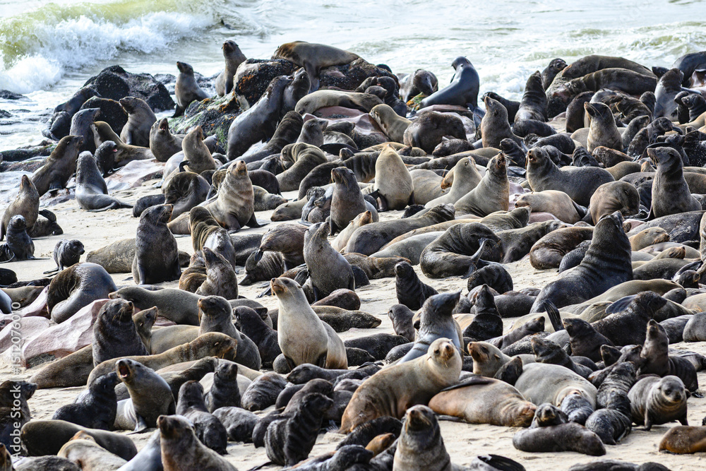Obraz premium Namibia, foche a Cape Cross, Henties Bay