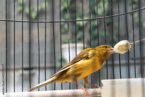 Bilde på lerret A yellow canary