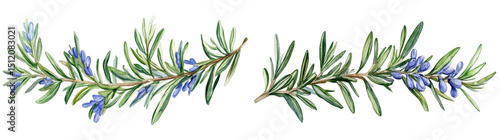 Watercolor Rosemary Sprigs, Isolated on Transparent Background, Botanical Illustration, Floral Design, herb, plant, watercolor