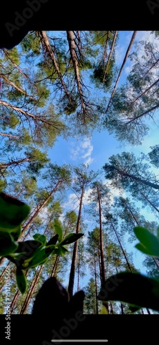 Tall trees reaching towards the blue sky under bright sunlight in a serene forest setting