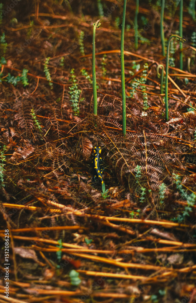 Obraz premium Spotted salamander crawling through forest floor with dry fern leaves