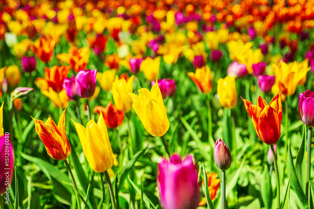 Blooming bright colorful tulips in the park. Nature background. Blooming bright colorful tulips in the park. Nature background.