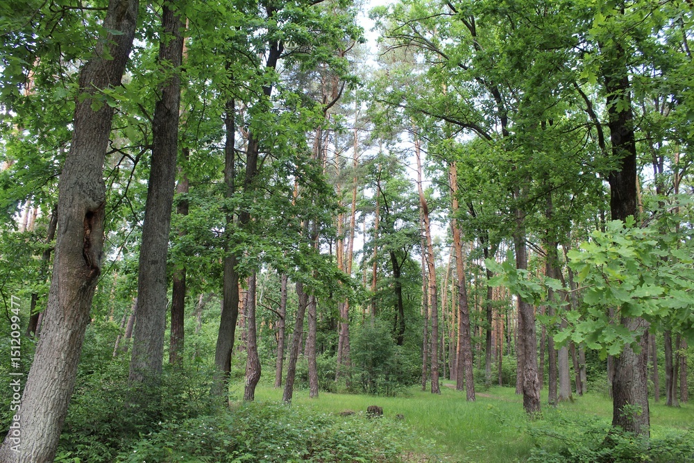 Fototapeta premium beautiful view of green spring forest, green trees in the forest
