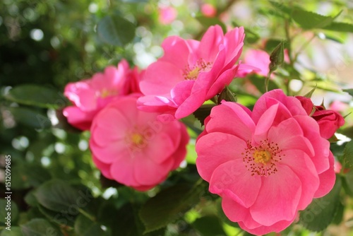 Beautiful pink roses with green leaves blooming in the garden