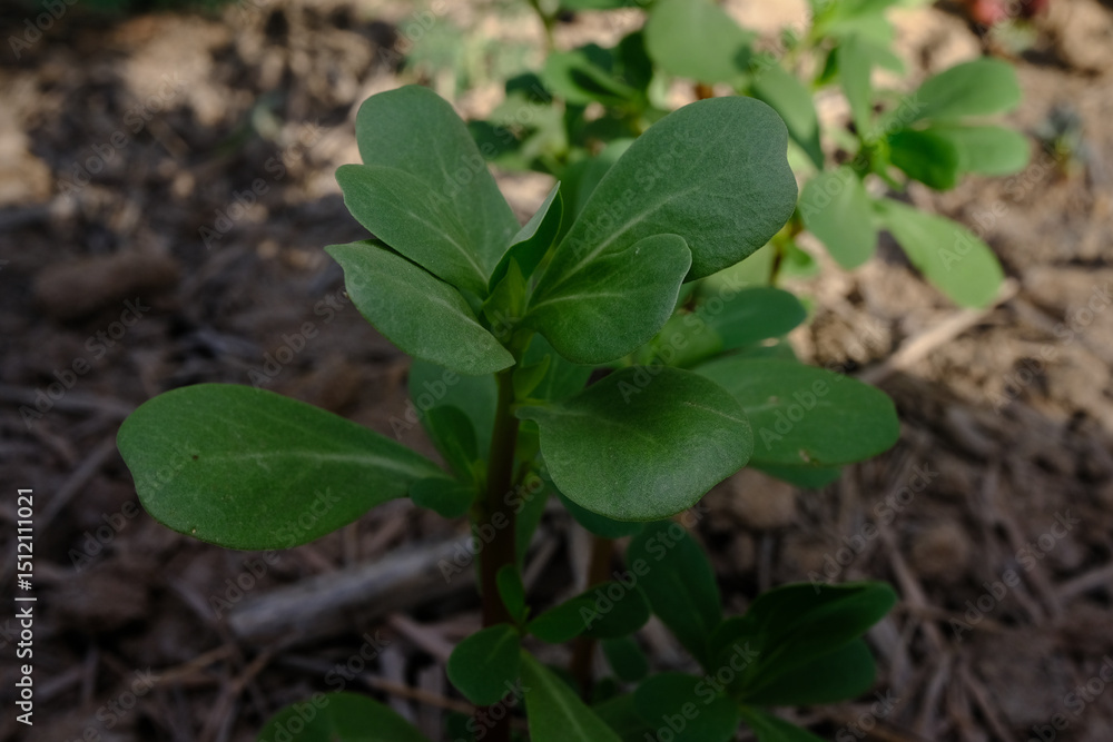 Close up of a Purslane Plant with Succulent Leave Close up of a Purslane Plant with Succulent Leave