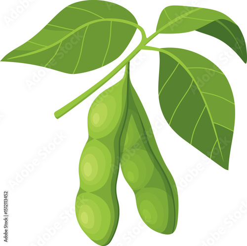 Soybean Illustration