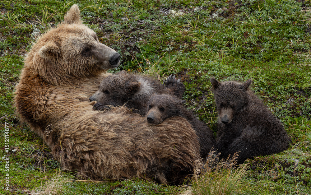 Obraz premium Brown bear with cubs in Alaska