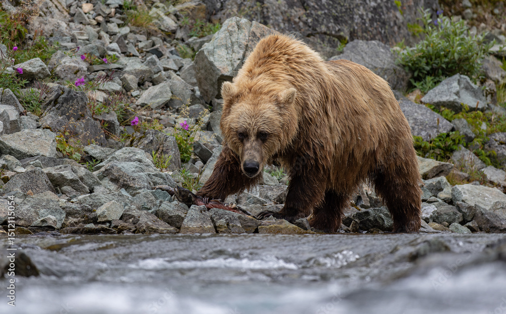 Fototapeta premium Brown bear fishing for salmon in Alaska