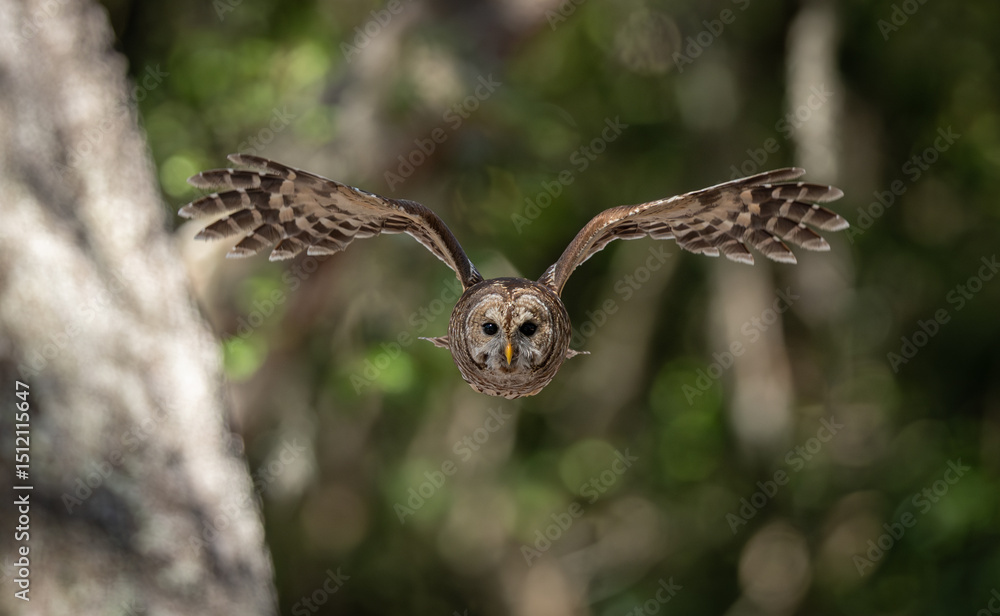 Obraz premium A barred owl in Florida 