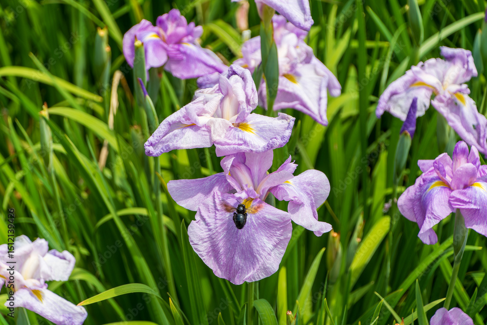 薄紫色の花菖蒲に訪れる黒い蜂 薄紫色の花菖蒲に訪れる黒い蜂