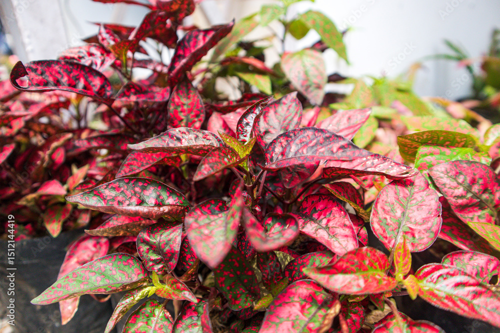 Obraz premium Red Hippoestes phyllostachya, also known as Red Hippo Polka Dot plant