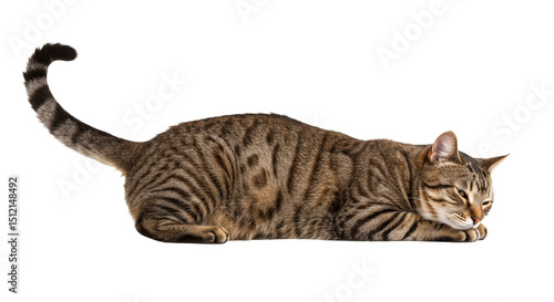 Wallpaper Mural Striped Cat Lying Down Ready to Pounce Isolated on White Torontodigital.ca