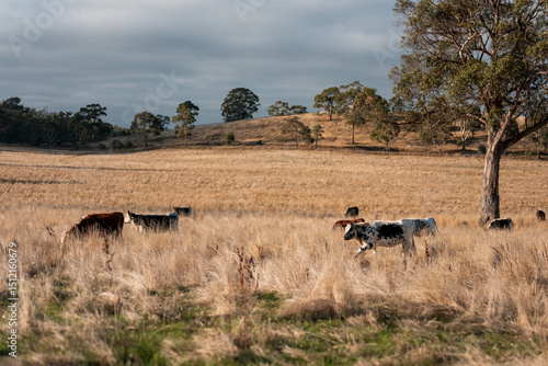 Wallpaper Mural australian beef cattle grazing on pasture grass in a paddock. Beef Cows Moving Through Dry Grassland, Australian Farm Scene Torontodigital.ca