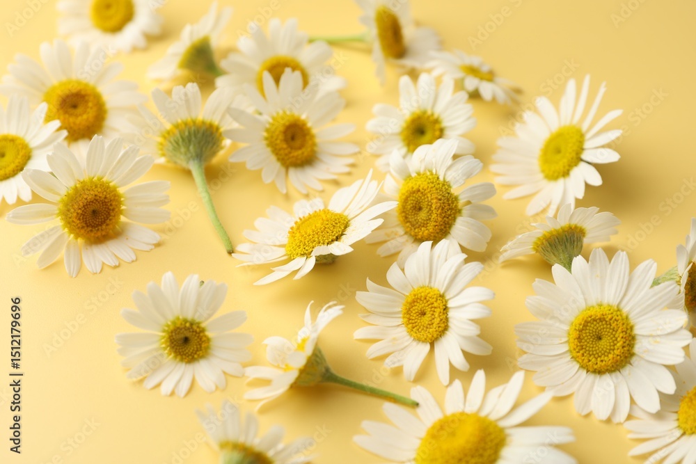 Obraz premium Beautiful chamomile flowers on yellow background, closeup