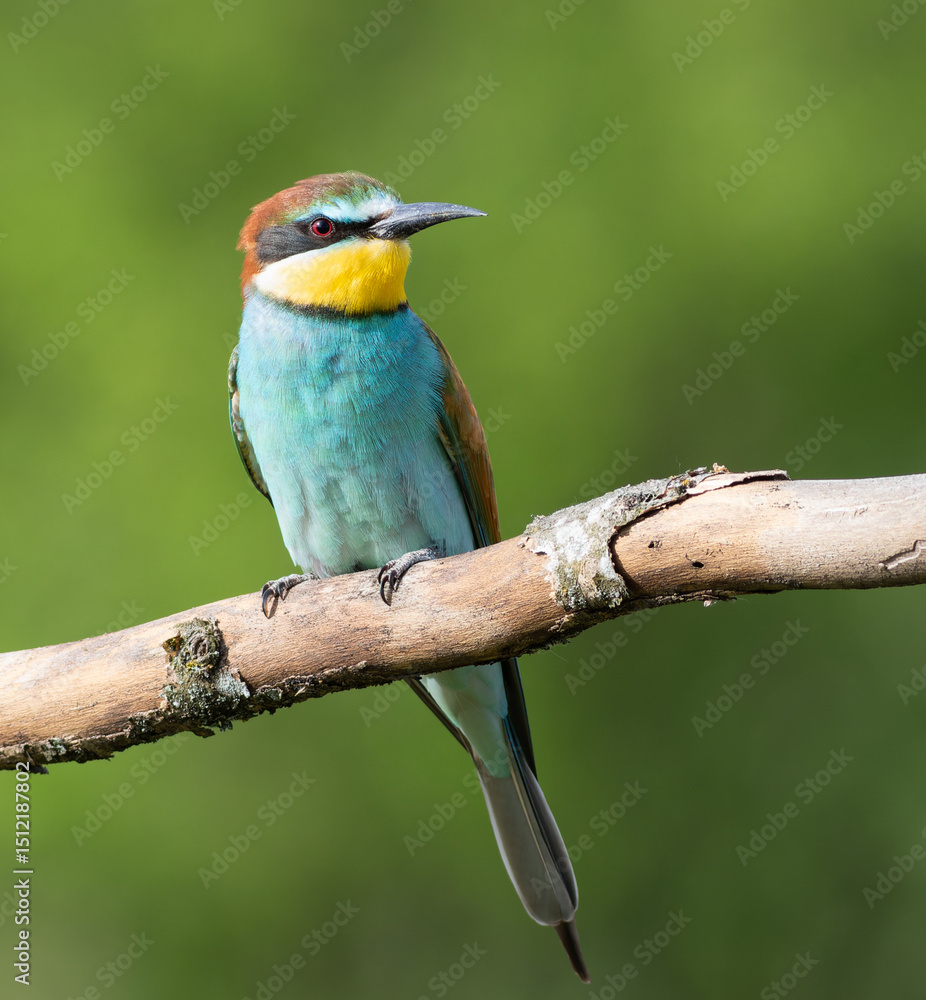 Fototapeta premium European bee-eater, merops apiaster. A beautiful bird sits on a flat background