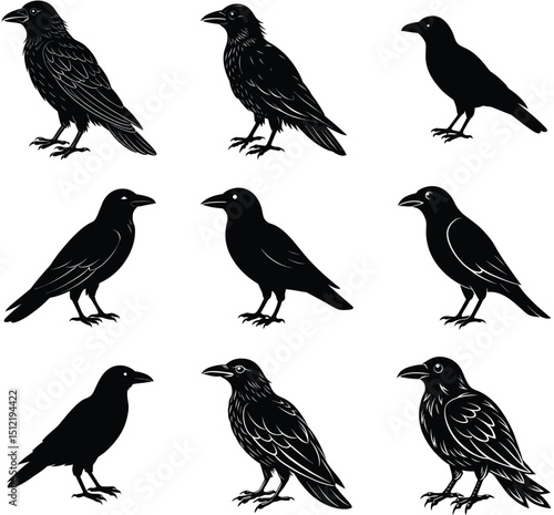 Black raven illustrations set in various styles including silhouettes and detailed feathered outlines for designs.