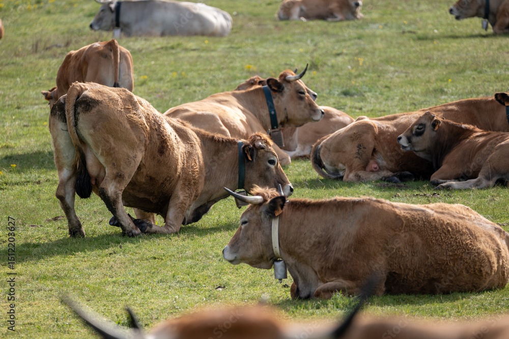 Fototapeta premium cows in a field