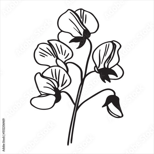 Sweet Pea Flower – Colorful Fragrant Blooms for Garden and Decor