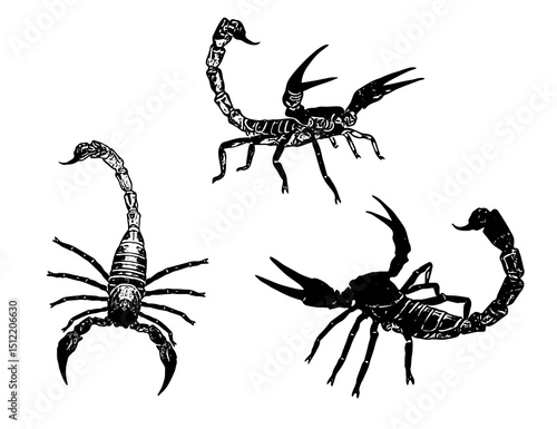 Collection of various scorpions in vector style. Includes multiple postures and styles, ideal for educational resources, graphic projects, or desert-themed visuals. Clean EPS artwork.