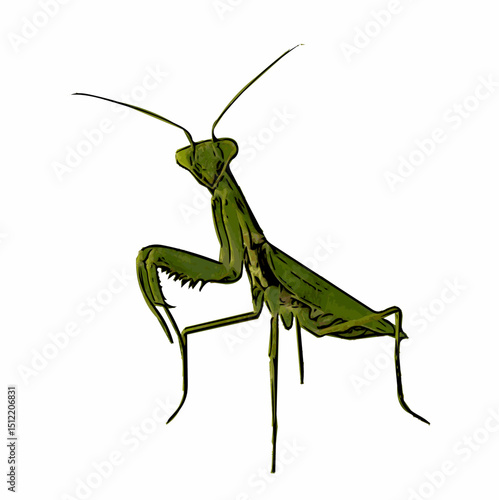 Vector illustration of a green praying mantis with detailed limbs and head. Perfect for natural history designs, entomology projects, or exotic insect graphics. EPS vector format.