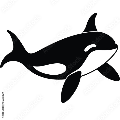 Majestic Orca Whale A Stunning Black and White Illustration