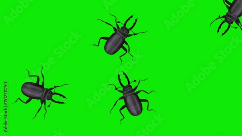 Swarm Stag Beetle Bugs - Randomly Crawling Over Screen - Realistic naturalistic cinematic 4K 3D animation isolated on green chroma key background