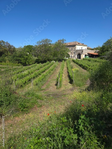 Wallpaper Mural The cultivated countryside of the abbey of Visciano in the province of Naples, Italy. Torontodigital.ca