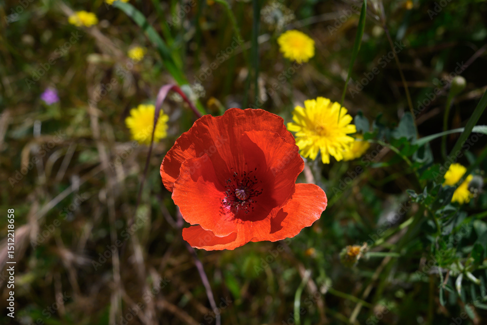 Fototapeta premium poppy flower blooming in spring