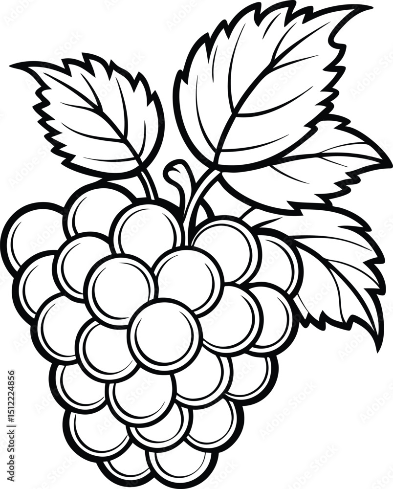 Fototapeta premium Grapes vector line art