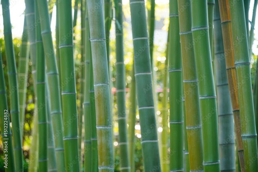 竹林 竹林