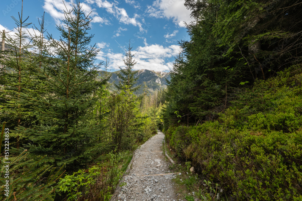 Fototapeta premium Mountain Trail Through Dense Forest in Tatra National Park Poland