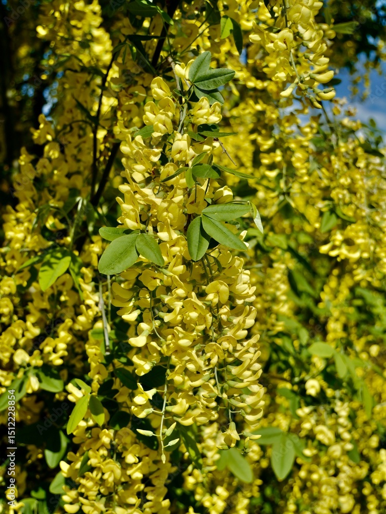 Obraz premium Yellow flowers of the golden chain tree, Laburnum × watereri (L. alpinum × L. anagyroides) or Laburnum watereri cv. 'Vossii'. Sweden