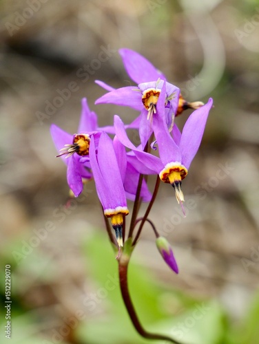 Flowers of the shooting star (Primula meadia, syn. Dodecatheon meadia), eastern shooting star, American cowslip, roosterheads or Jewelled shootingstar (Primula fassettii, D. amethystinum). Sweden