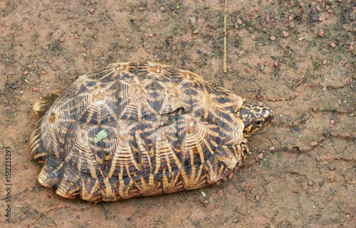 Indian Star tortoise