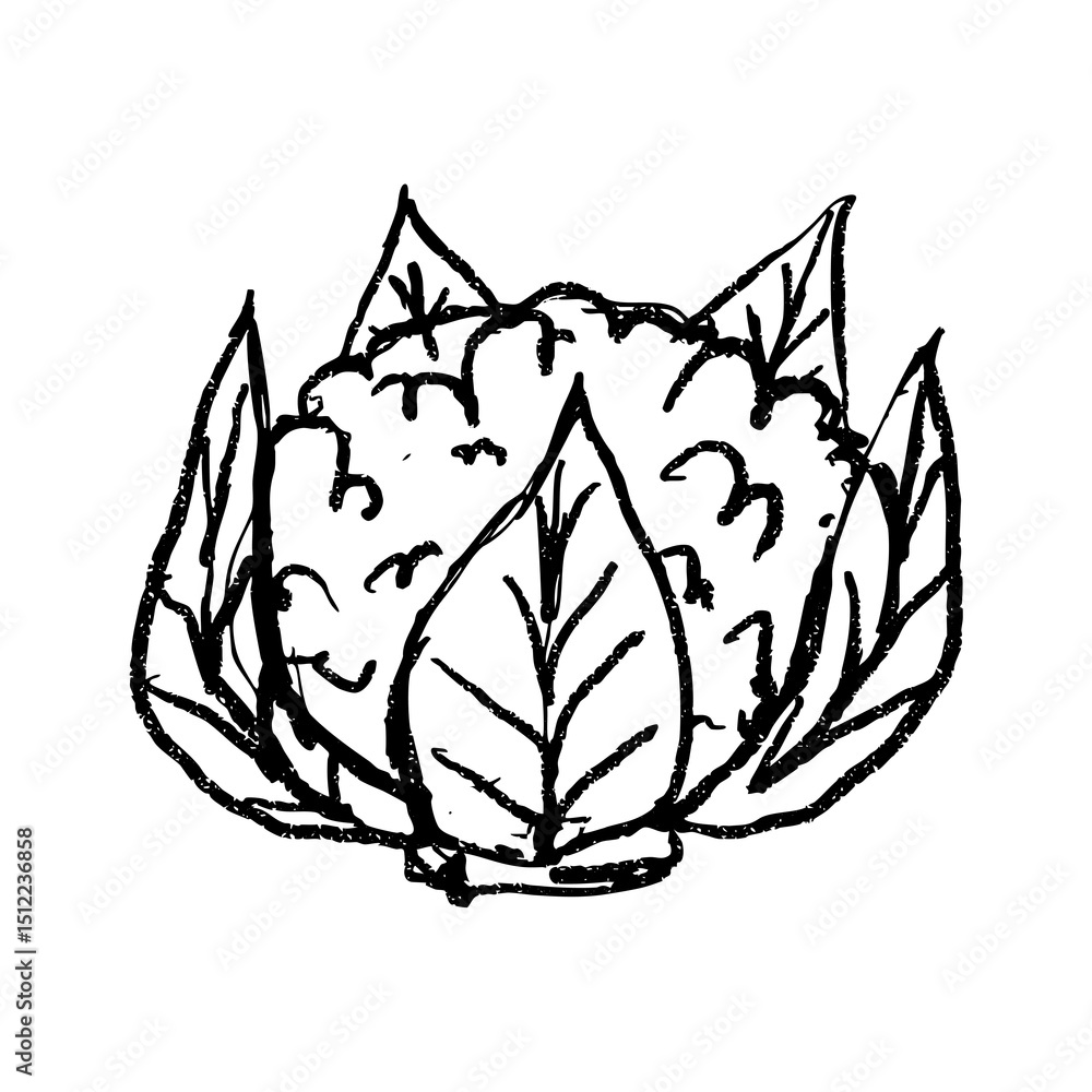 Obraz premium Doodle elements of fruit and vegetable, specifically a Cauliflower