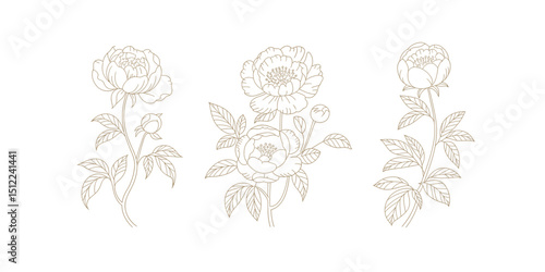 Elegant line art peony flower set botanical illustration