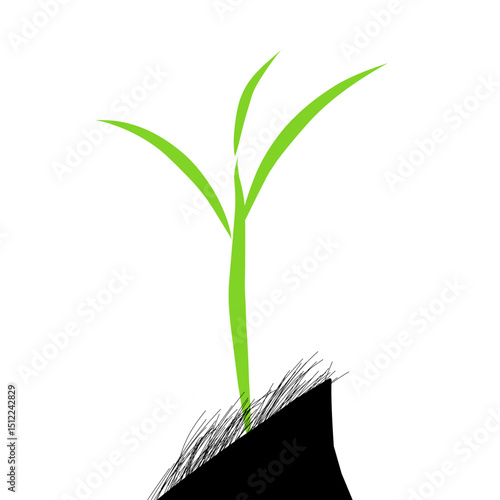 green plant growing from soil