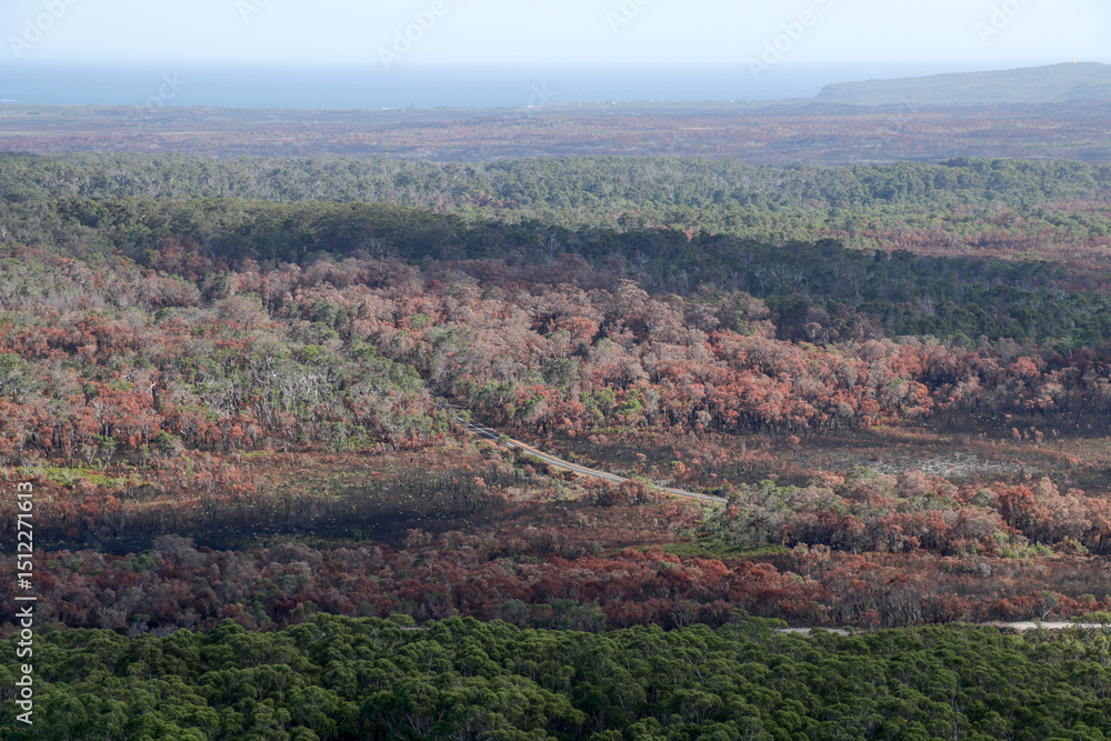 Obraz premium Burnt Eucalyptus Forest After Bushfire – Mount Chudalup, Western Australia – Fire Scar Landscape with Charcoal Trees
