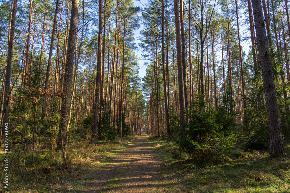 Fototapeta premium Puszcza Piska Forest. Masuria in Poland.
