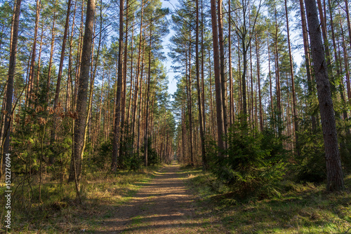 Fototapeta Naklejka Na Ścianę i Meble -  Puszcza Piska Forest. Masuria in Poland.