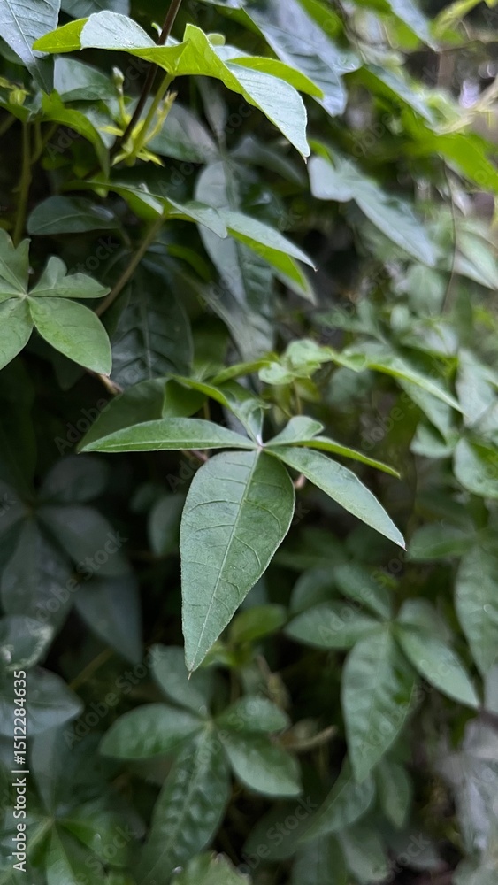 green leaves in the rain green leaves in the rain