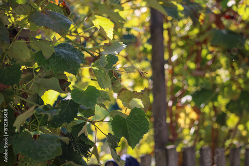 Another view of the grapevine, focusing on the intricate details of the leaves and tendrils stretching outward	
