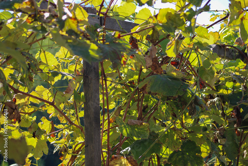 A grapevine with lush green leaves and visible grape clusters hanging from the branches, suggesting a thriving vineyard or garden	
