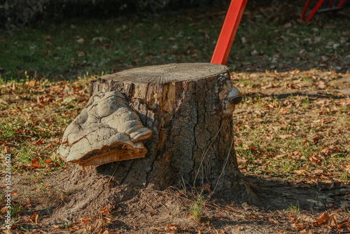  Another tree stump with fungi growth, focusing on the rugged bark and the delicate details of the mushrooms