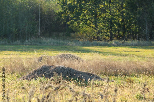 A mound of dirt or sand resting in a grassy area, with trees in the background. The contrast between the natural elements and soil structure suggests a transitional outdoor space	
