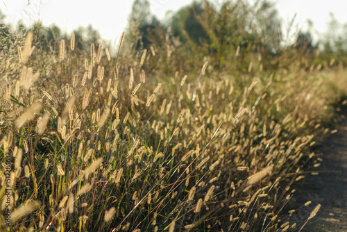 Another view of the grassy field, with variations in plant height and density adding depth to the landscape	
