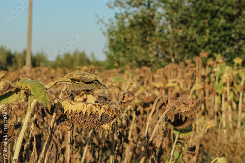 A dense expanse of tall grasses with trees forming a natural backdrop, highlighting the rich textures and varied greenery of the scene	
