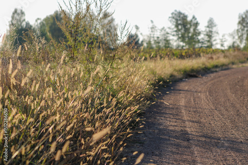 A dirt path bordered by tall grasses and bushes, leading toward a cluster of trees in the distance, evoking a sense of peaceful exploration	
