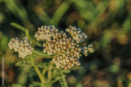 A close-up of delicate white flowers with green stems, showcasing their fine details and vibrant growth in a lush environment	
