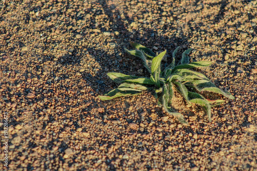 A small green plant growing in sandy soil, its delicate leaves reaching upward as it thrives in a rugged environment	
